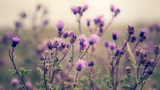 Milk Thistle: Nature’s Guardian of Liver